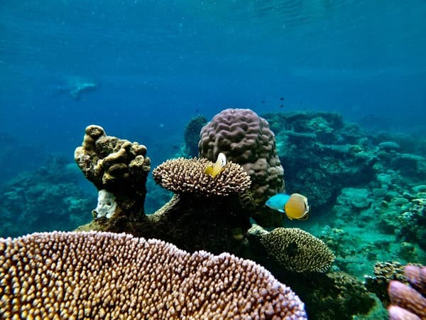 Semi-submarine Coral Safari Photo 2