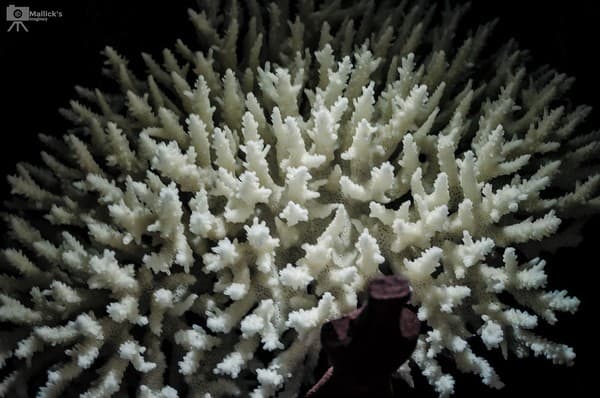 Samudrika Naval Marine Museum Photo 1