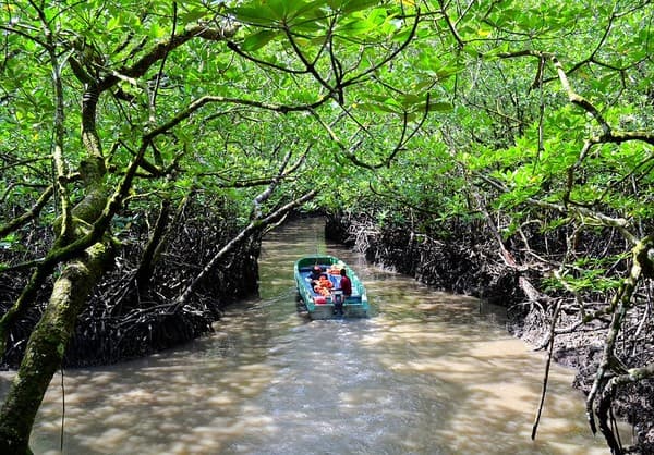 Mangrove boat ride at Baratang Photo 3