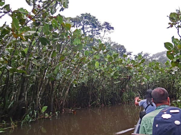 Mangrove boat ride at Baratang Photo 2