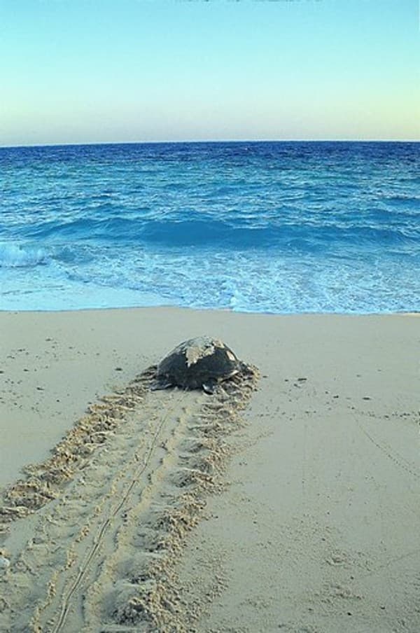 Turtle nesting watch (seasonal) Photo 1