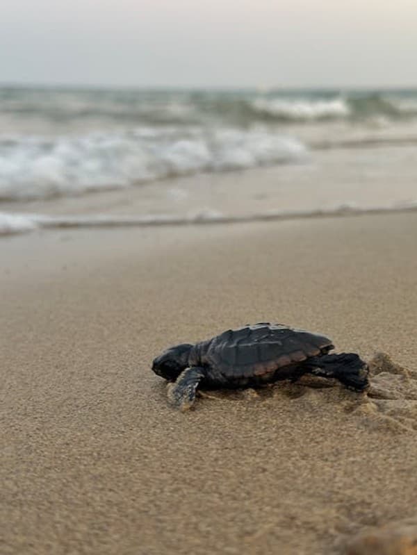 Turtle nesting watch (seasonal) Photo 3