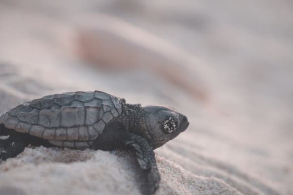 Turtle nesting at Karmatang Beach (seasonal) Photo 2