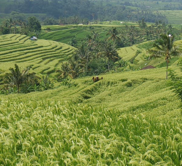 Jatiluwih Rice Terraces (UNESCO) Photo 2