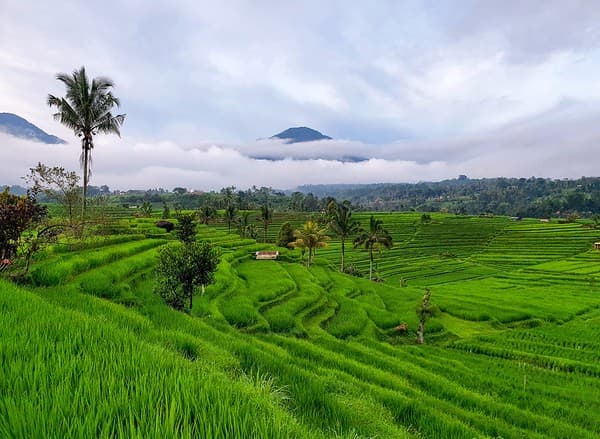 Jatiluwih Rice Terraces (UNESCO) Photo 3