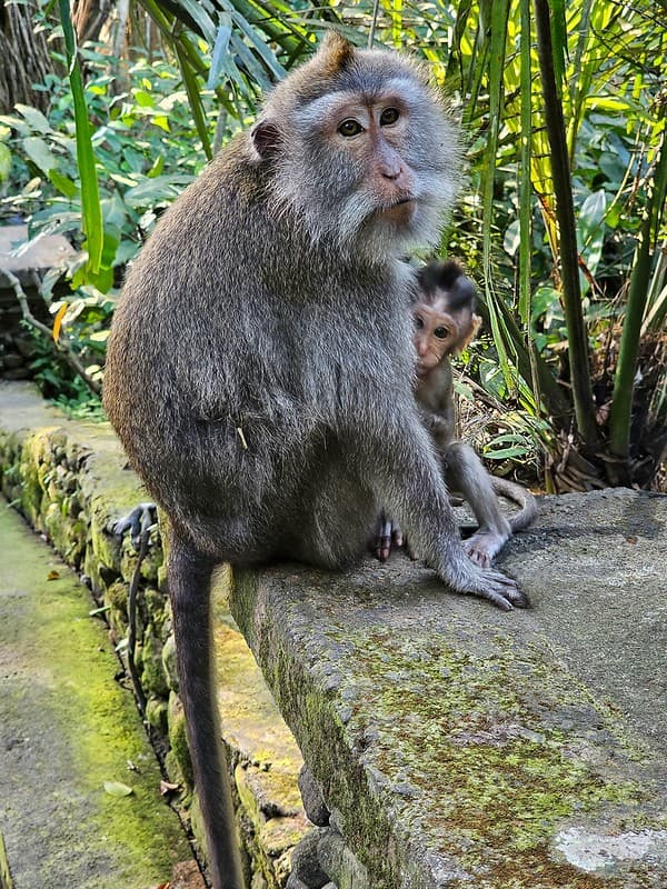 Sacred Monkey Forest Sanctuary