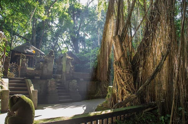 Sacred Monkey Forest Sanctuary Photo 2