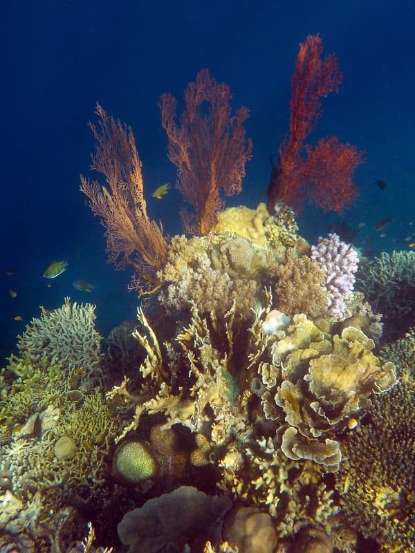 Menjangan Island snorkeling/diving Photo 2