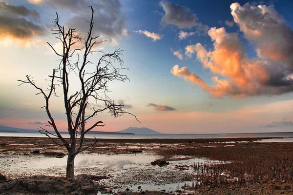Birdwatching in West Bali National Park