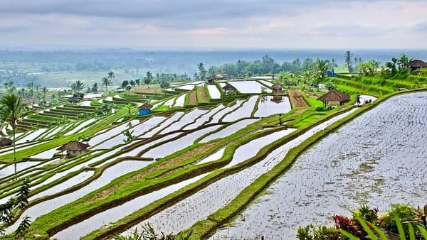 Jatiluwih Rice Terraces