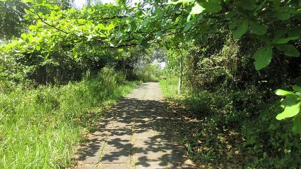 Ubud, Bali - Campuhan Ridge Walk
