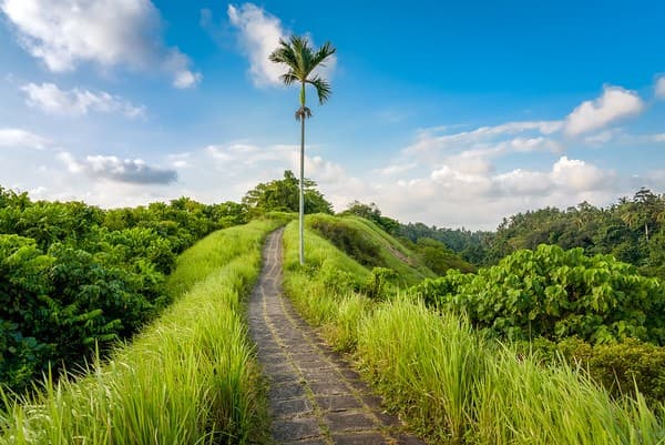 Campuhan Ridge Walk, Ubud, Bali