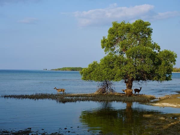West Bali National Park