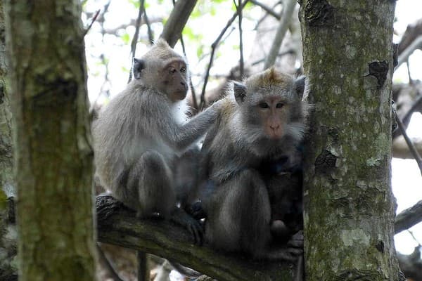 West Bali National Park (Taman Nasional Bali Barat)