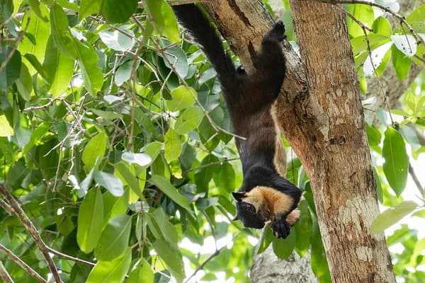 Black Giant Squirrel