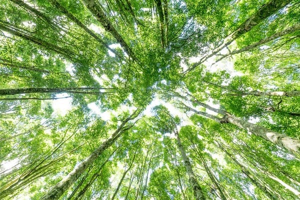 Looking up in Bali Botanic Garden, Indonesia