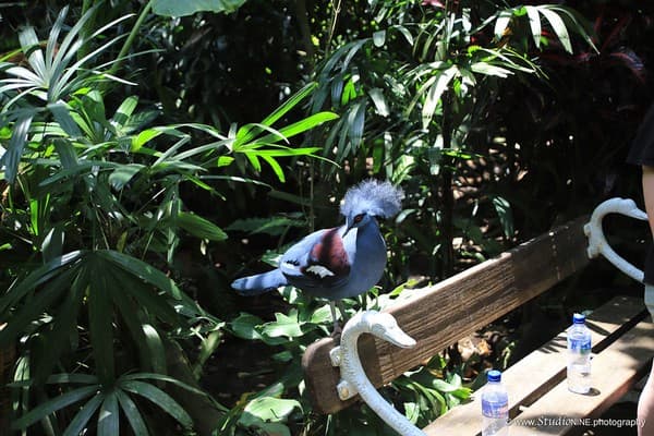 Bali Bird Park, Gianyar, Bali, Indonesia
