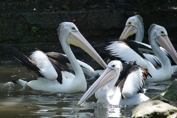 Dalmatian Pelican, Pelecanus crispus, Bali Bird Park, Indonesia