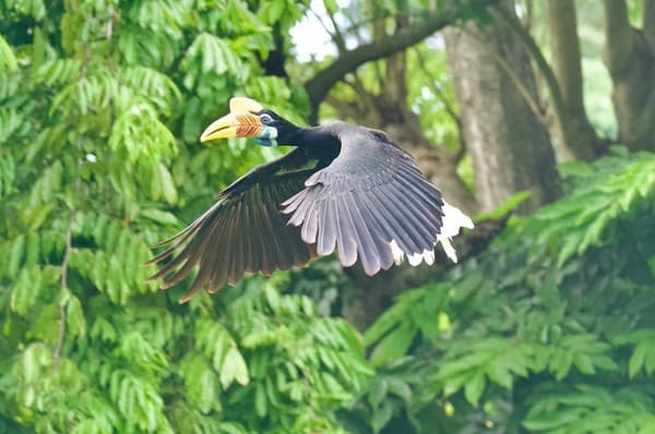Rhinoceros Hornbill (Buceros Rhinoceros) - Bali Bird Park