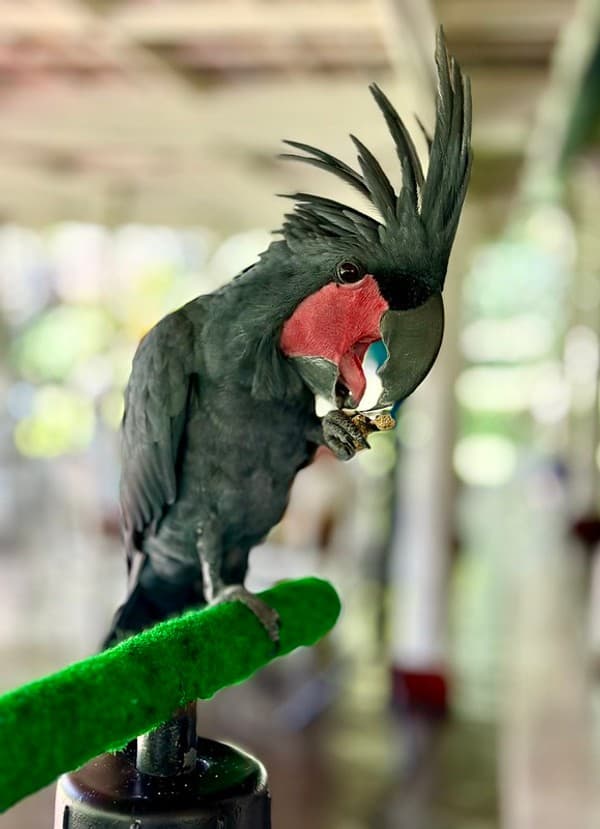 Palm Cockatoo, : Probosciger Aterrimus. Bali Bird Park