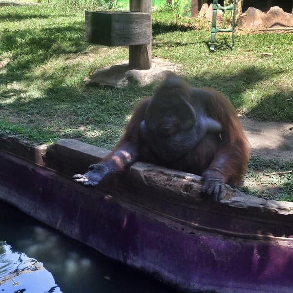 Bali Zoo