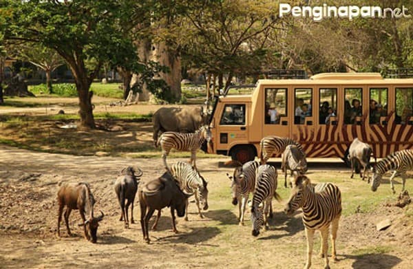 Bali Safari & Marine Park