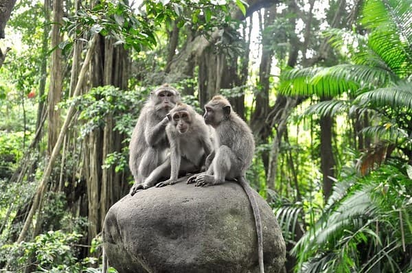 Sacred Monkey Forest Sanctuary (Ubud Monkey Forest)