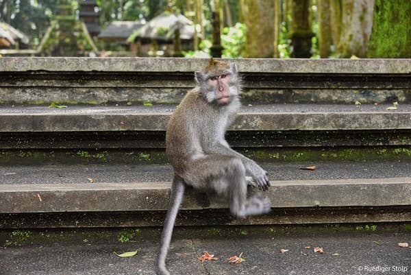Javaneraffe im Sangeh Monkey Forest auf Bali, Indonesien