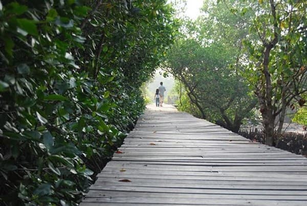 Bali Mangrove Forest