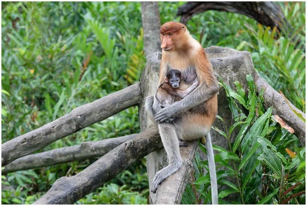Proboscis monkey or long-nosed monkey (female with her young) - Neusaap (vrouwtje met haar jong) (Nasalis larvatus) …