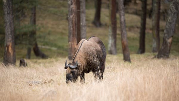 Motithang Takin Preserve (national animal) Photo 2