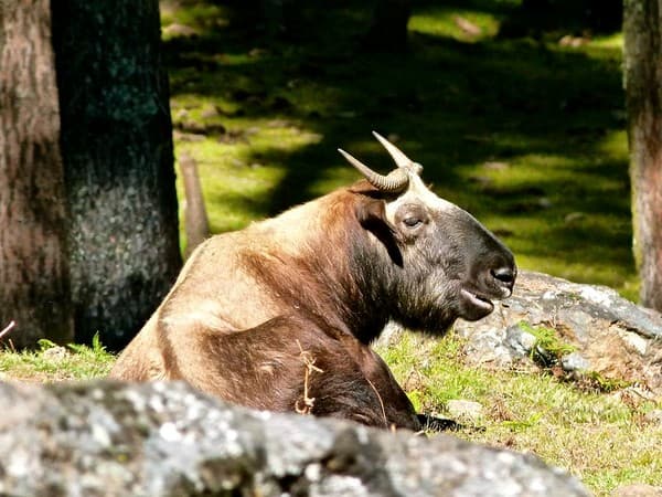 Motithang Takin Preserve (national animal) Photo 1