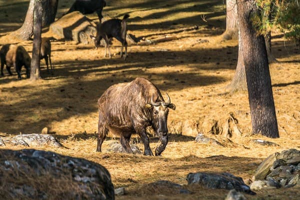 Motithang Takin Preserve (national animal)