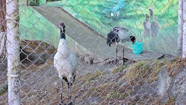 2023Dec18- Black-necked Crane Visitor Centre