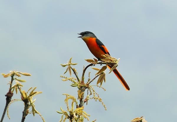 Gray-chinned Minivet (Pericrocotus solaris) (Pericrocotus solaris solaris)