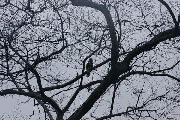Great hornbill, Royal Manas National Park Bhutan
