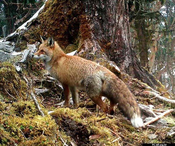 Sakteng-Wildlife-Sanctuary