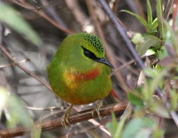Bumdeling Wildlife Sanctuary in Bhutan