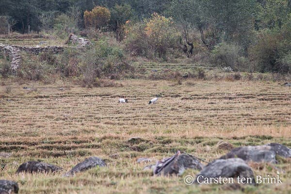 Black-necked crane pair in Bumdeling