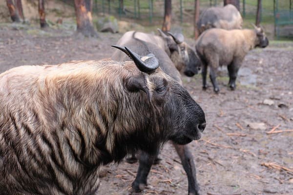 Bhutan Takin, Motithang Takin Preserve, Thimpu