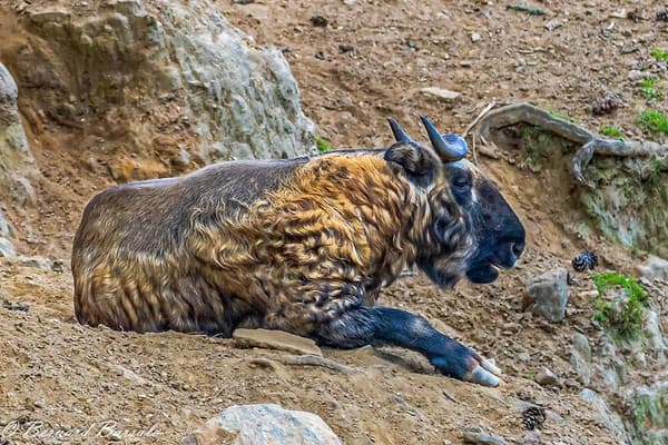 Takin du Bhoutan - Bhutan Takin - Budorcas taxicolor white