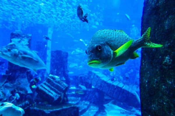 Dubai Aquarium & Underwater Zoo Photo 1