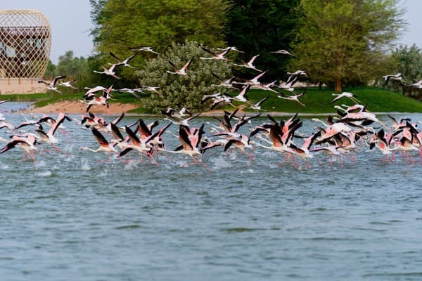 A vibrant flock of flamingos takes flight above a calm waterbody in Dubai, surrounded by lush greenery.