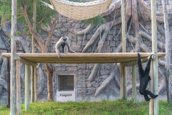 Gibbons in a zoo enclosure with naturalistic background in Dubai.