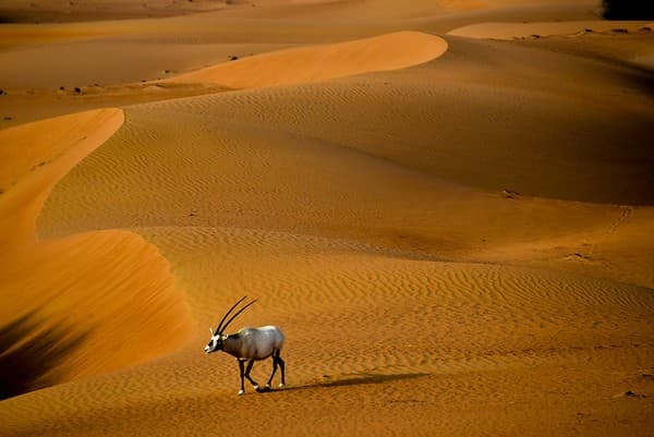 Dubai Desert Conservation Reserve