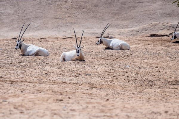 Arabian oryxes lie in the sandy expanse of the Dubai desert, showcasing wildlife in natural habitat.