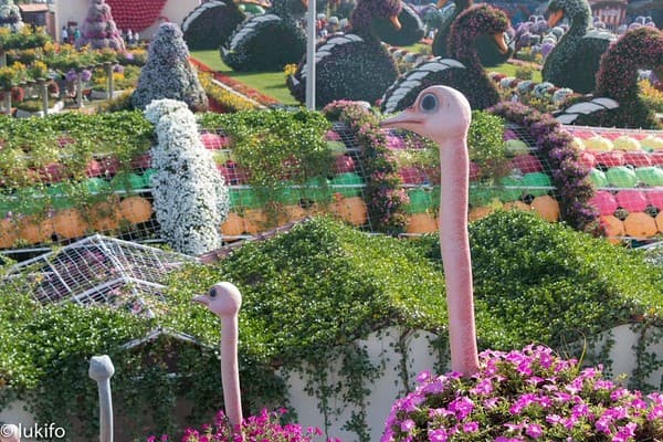 Dubai Miracle Garden (Seasonal) Photo 3