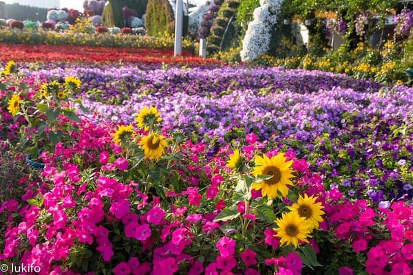 Dubai Miracle Garden (Seasonal) Photo 2