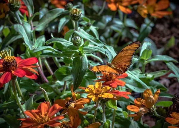 Dubai Butterfly Garden Photo 2
