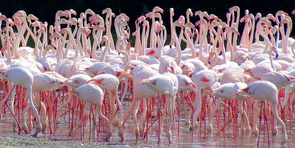 Ras Al Khor Wildlife Sanctuary (Flamingos)